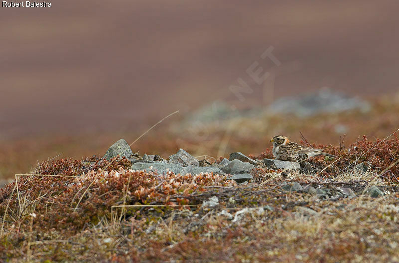 Lapland Longspur female adult breeding, habitat