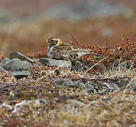 Lapland Longspur