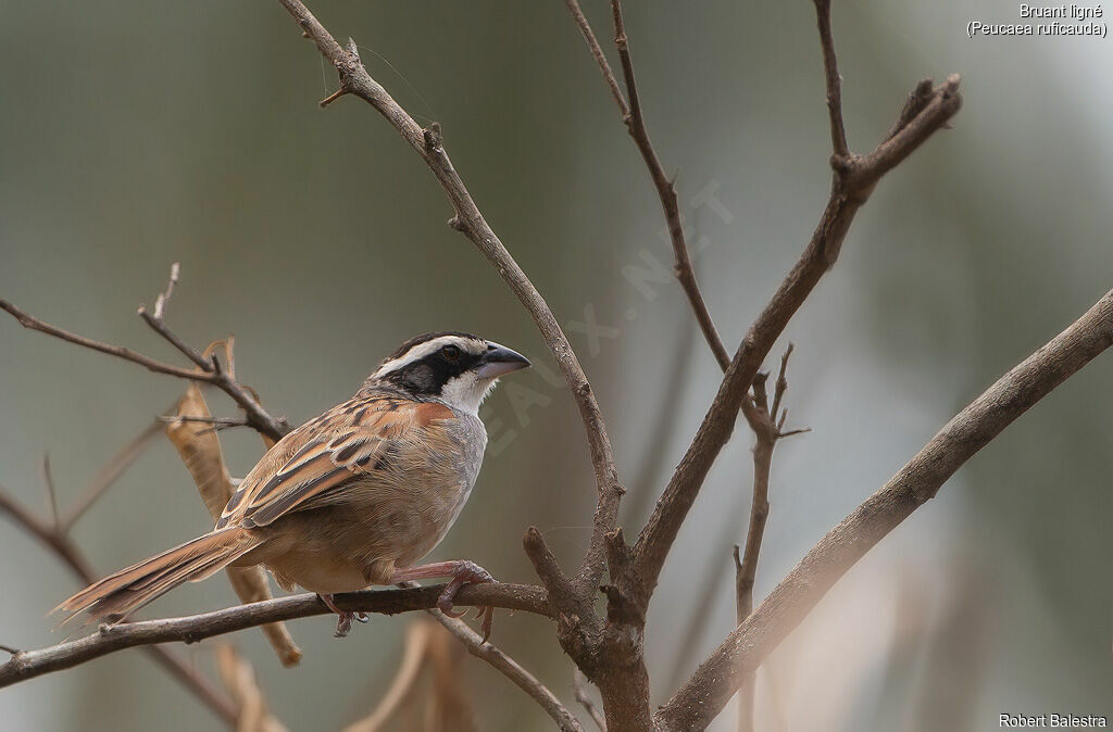 Stripe-headed Sparrow