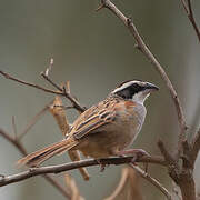 Stripe-headed Sparrow