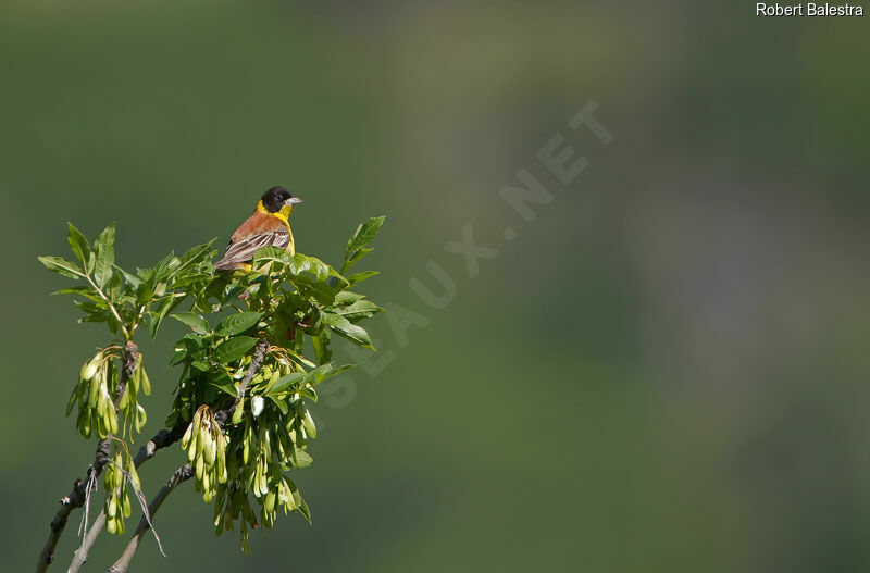 Black-headed Bunting male