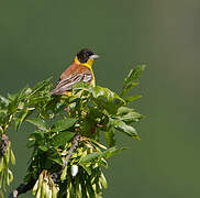 Black-headed Bunting