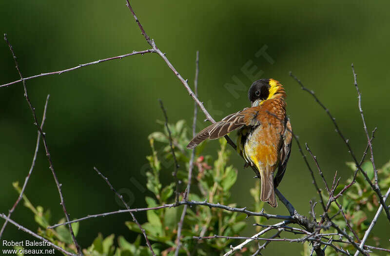 Black-headed Bunting male adult breeding, habitat, care, pigmentation