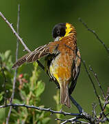 Black-headed Bunting