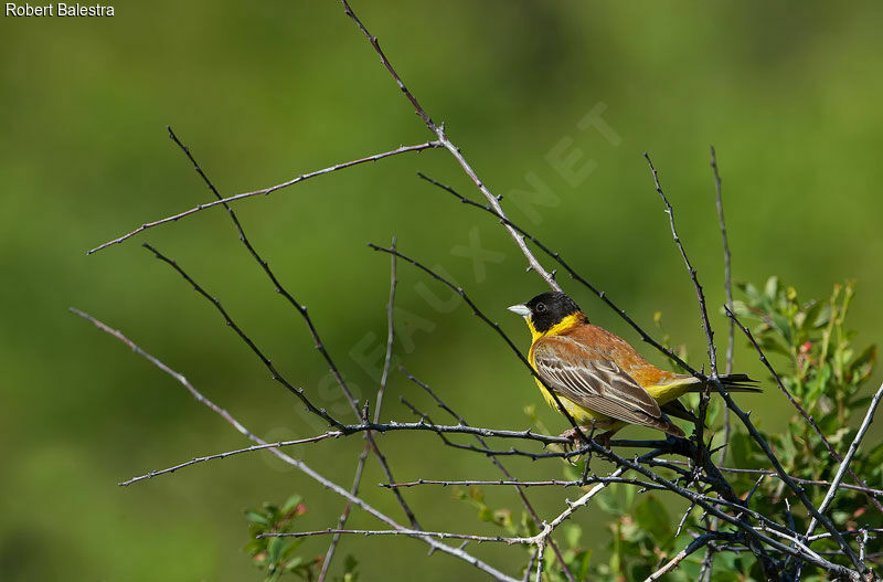 Black-headed Bunting male adult breeding, habitat, pigmentation