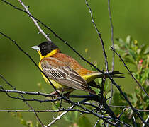 Black-headed Bunting