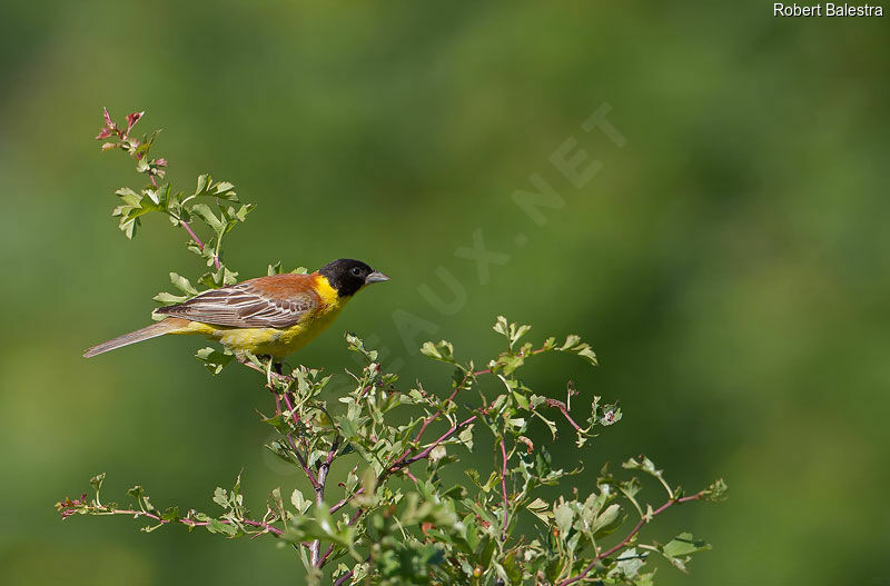 Black-headed Bunting male