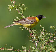 Black-headed Bunting