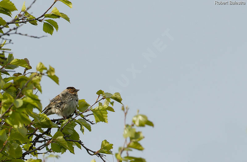 Little Bunting male