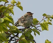 Little Bunting