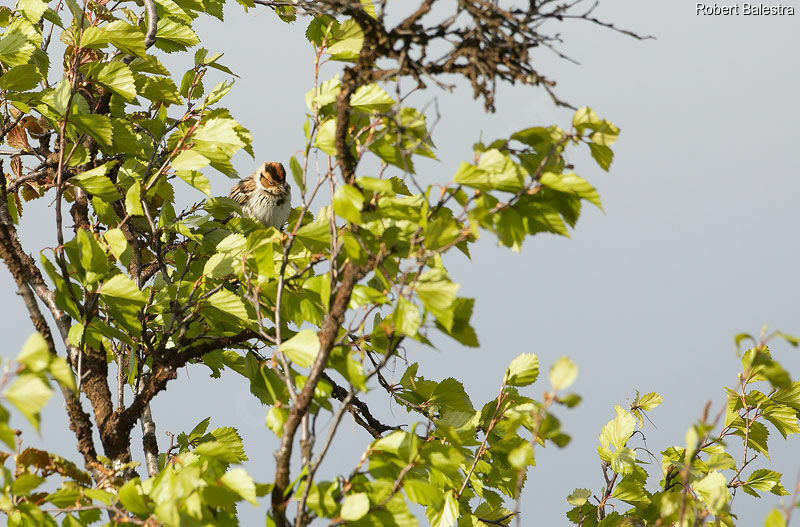 Little Bunting