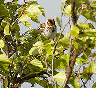 Little Bunting