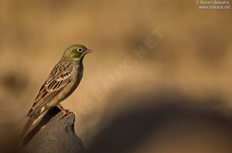 Ortolan Bunting