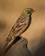 Ortolan Bunting