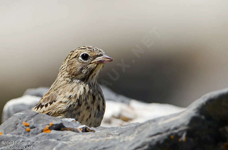 Ortolan Buntingjuvenile, close-up portrait