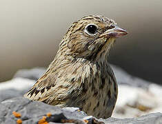 Ortolan Bunting