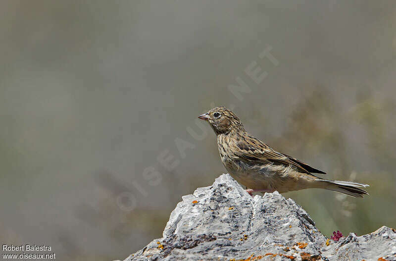 Bruant ortolanjuvénile, identification