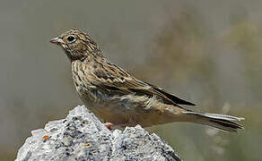 Ortolan Bunting