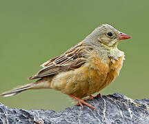 Ortolan Bunting