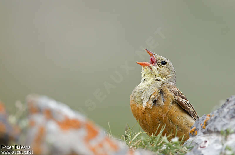 Ortolan Bunting male adult, song