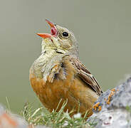 Ortolan Bunting