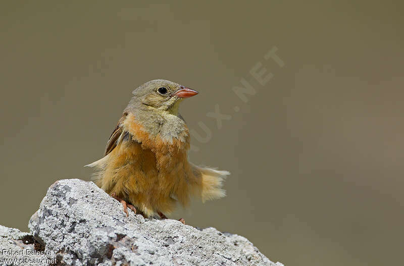 Ortolan Bunting male adult breeding, close-up portrait