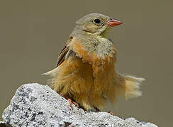 Ortolan Bunting