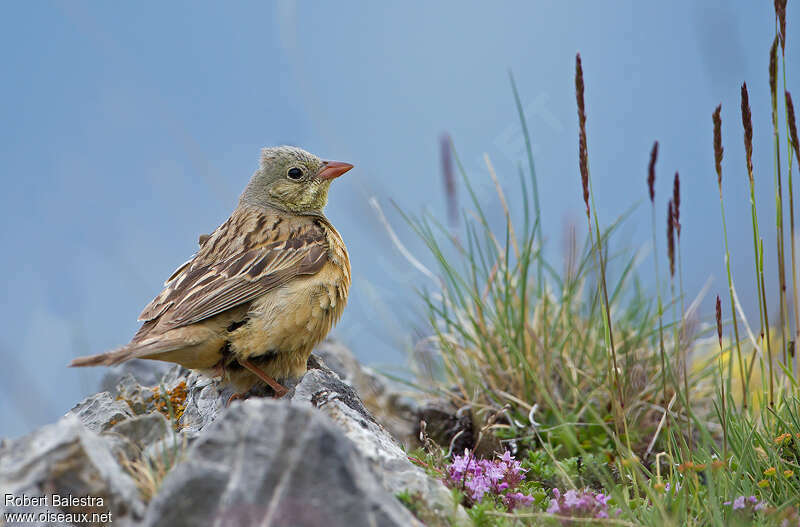 Bruant ortolan mâle adulte, habitat