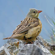 Ortolan Bunting