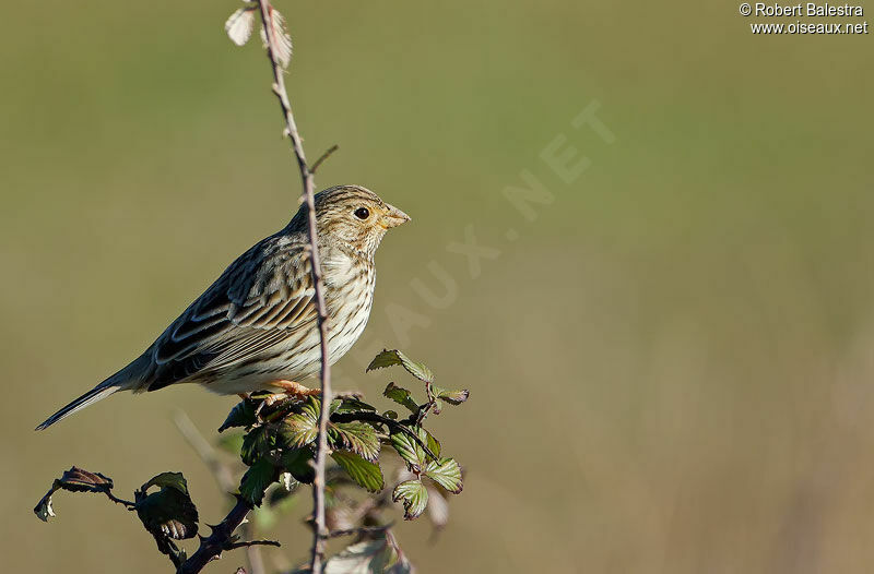 Corn Bunting