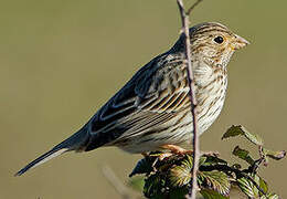 Corn Bunting