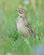 Corn Bunting