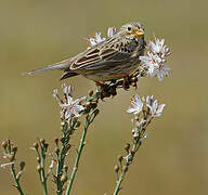 Corn Bunting