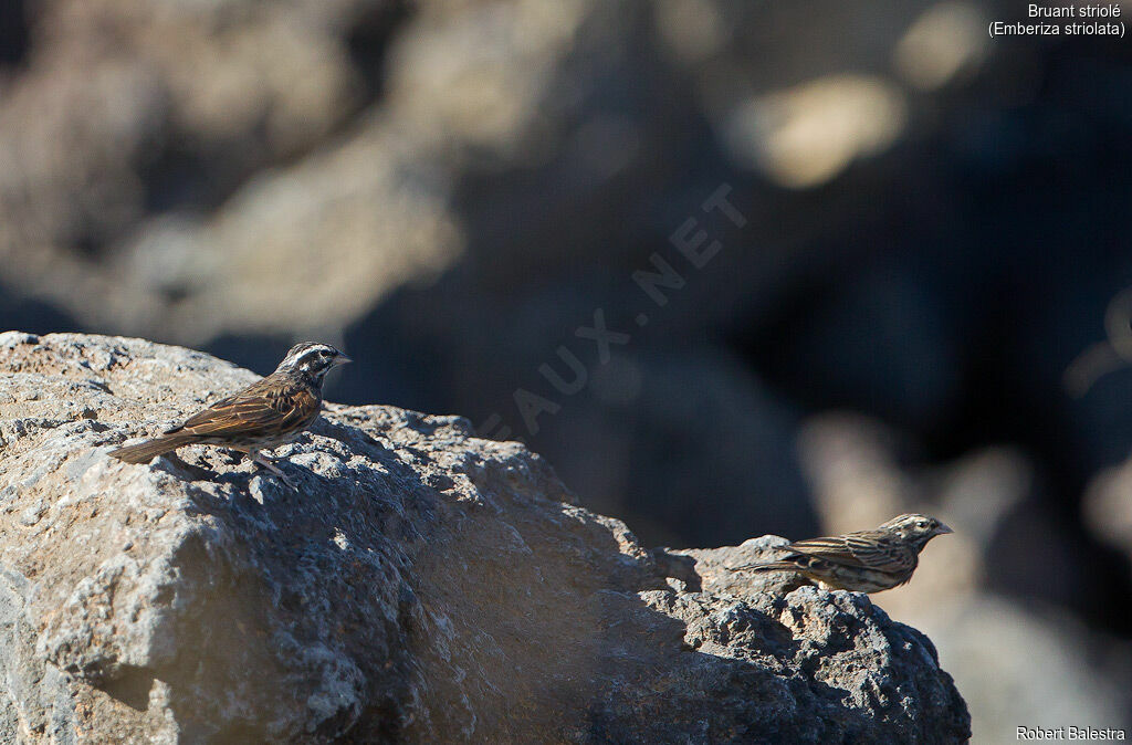 Striolated Buntingadult