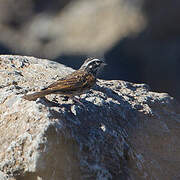 Striolated Bunting