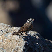 Striolated Bunting