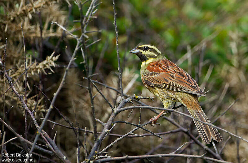 Cirl Bunting male adult, pigmentation