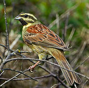 Cirl Bunting