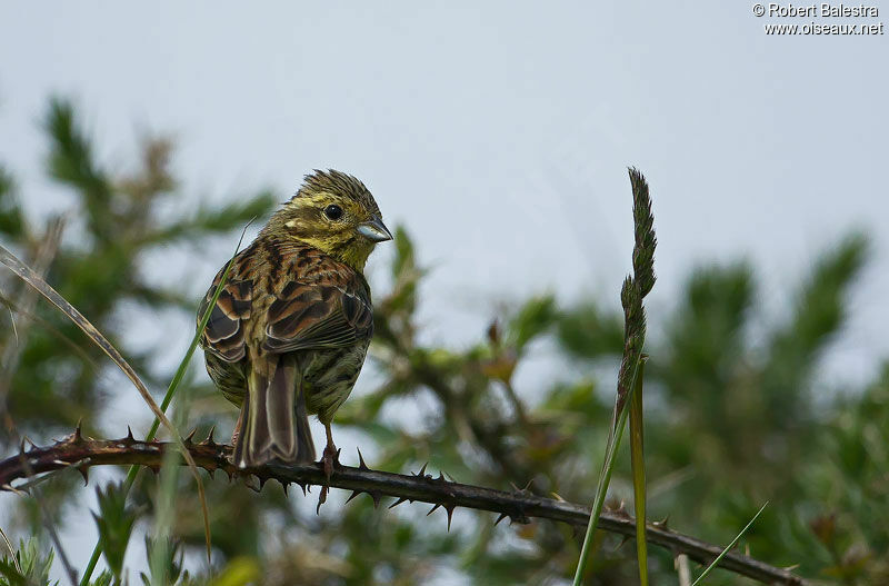 Cirl Bunting female adult