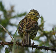 Cirl Bunting