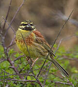 Cirl Bunting