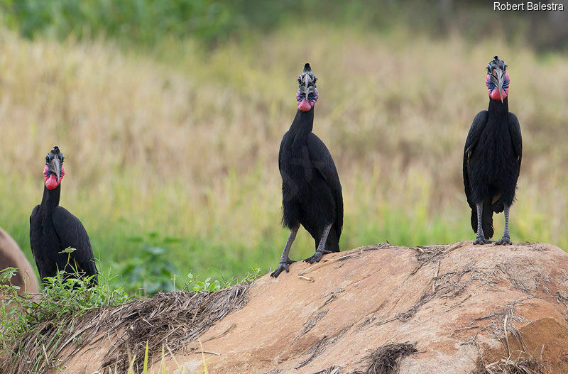 Abyssinian Ground Hornbill