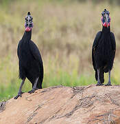 Abyssinian Ground Hornbill