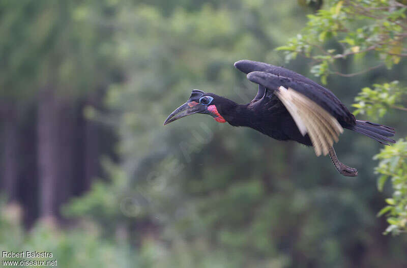 Abyssinian Ground Hornbill male adult breeding, Flight