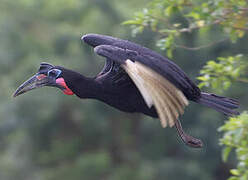 Abyssinian Ground Hornbill