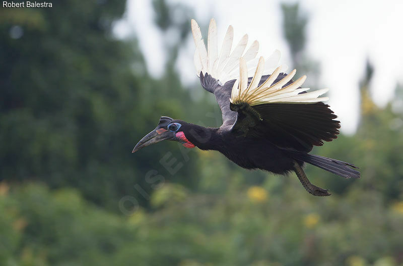 Abyssinian Ground Hornbill male adult, Flight