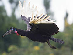 Abyssinian Ground Hornbill