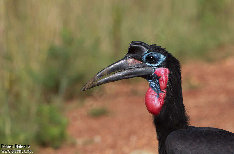 Abyssinian Ground Hornbill male adult breeding, close-up portrait