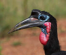 Abyssinian Ground Hornbill