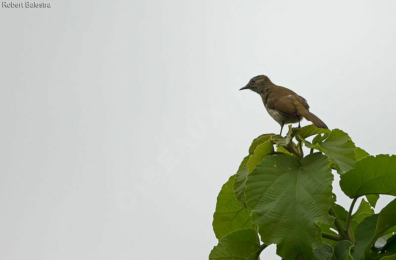 Bulbul à bec grêle